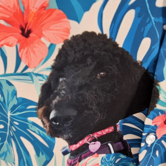 Poodle Hawaiian Tropical Oversized Camp Shirt Womens XXL Casual Summer Vacation - Picture 7 of 9